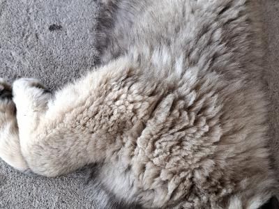 IKC Registered Caucasian Shepherd Dog puppies in Tipperary